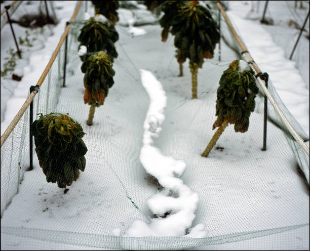 Allotment in Winter
