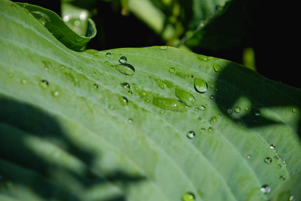 Green leaf with rain drop in jungle. Water drop on leaves. Green leaf texture background with minimal pattern. Large foliage of tropical leaf with dark green texture, abstract nature background.