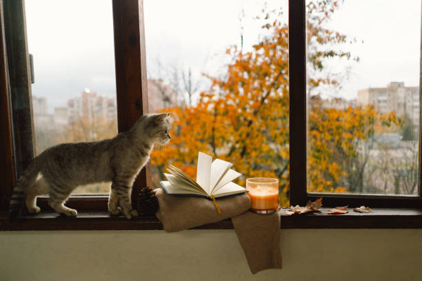 istock Cute cat with cozy autumn still life 2161613113