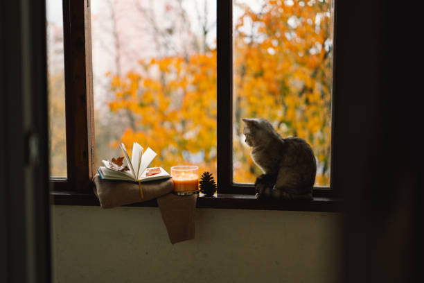 istock Cute cat with cozy autumn still life 2161613125