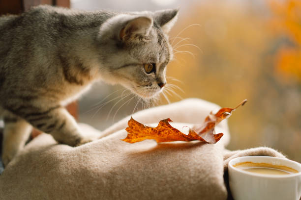 istock Cute cat with cozy autumn still life 2161613171