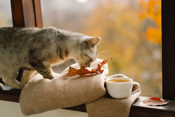 istock Cute cat with cozy autumn still life 2161613177