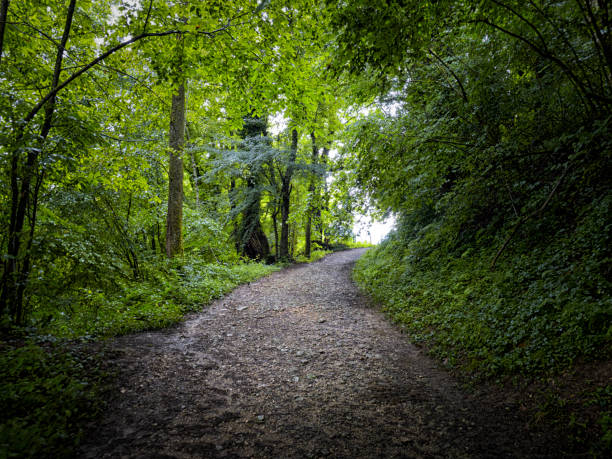 istock Forest Path Near Lac D'aiguebelette, Saint-Alban-de-Montbel 2161614002