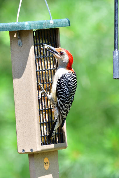 istock Red Bellied Woodpecker 2161616694