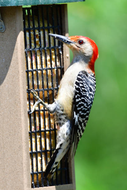 istock Red Bellied Woodpecker 2161616695