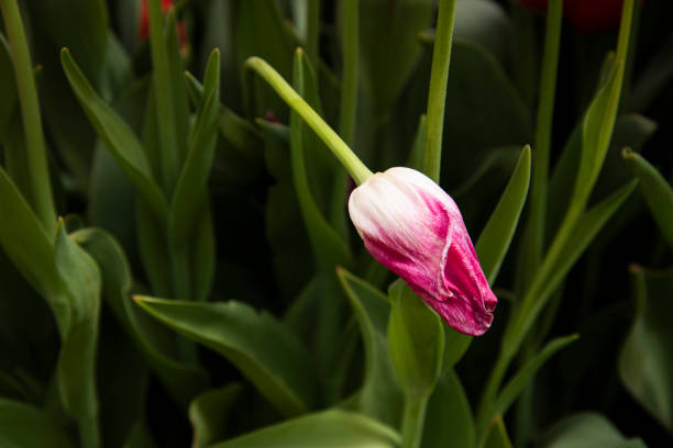 twisted pink tulip. withered tulip