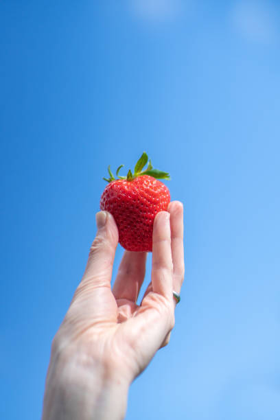 istock Hand holds a large strawberry against the sky 2161617721