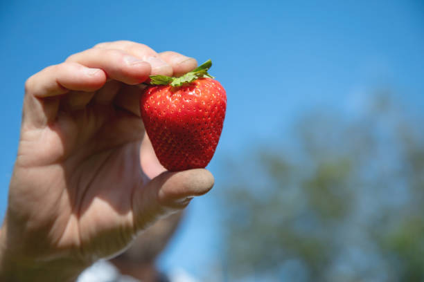 istock Man holds a large red strawberry 2161617731