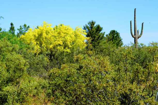 istock Palo Verde Tree, Sonora Desert, Spring and in bloom 2161617746