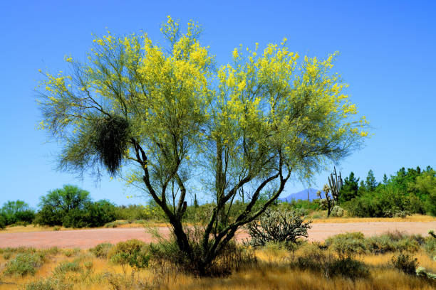 istock Palo Verde Tree, Sonora Desert, Spring and in bloom 2161617749
