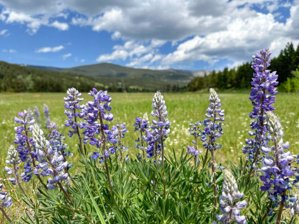 istock Lupine, beautiful native wildflowers in a meadow 2161619071