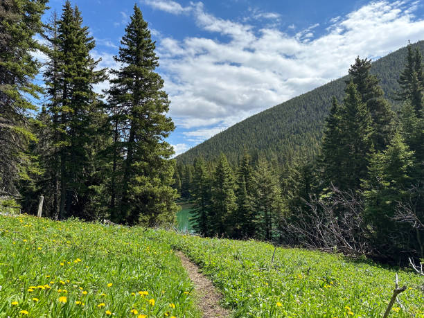 Hiking trail through a beautiful wilderness forest