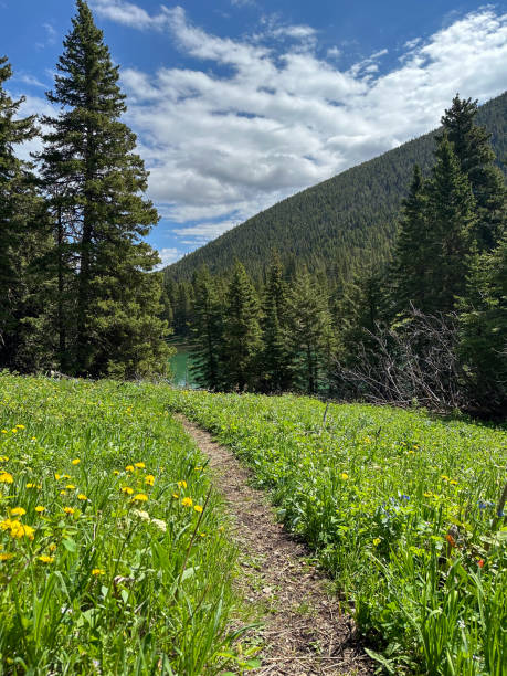 istock Hiking trail through a beautiful wilderness forest 2161619159
