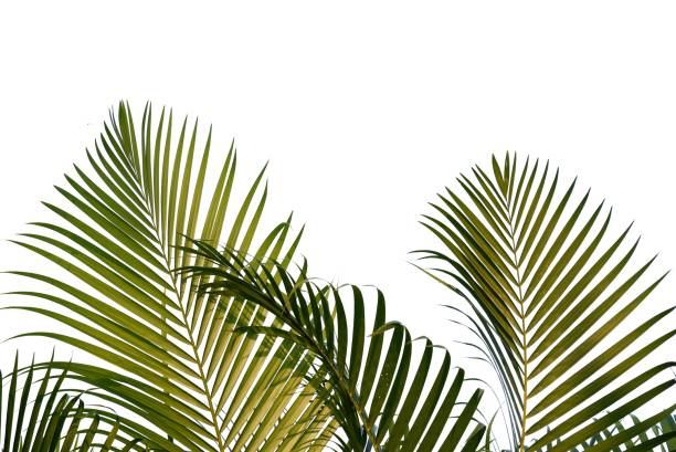 istock Coconut leaves on white isolated background for green foliage backdrop 2161620301