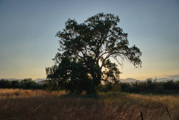 Silhouette of a Tree at Dusk with Clouds in the Soldiers Delight Park in Maryland