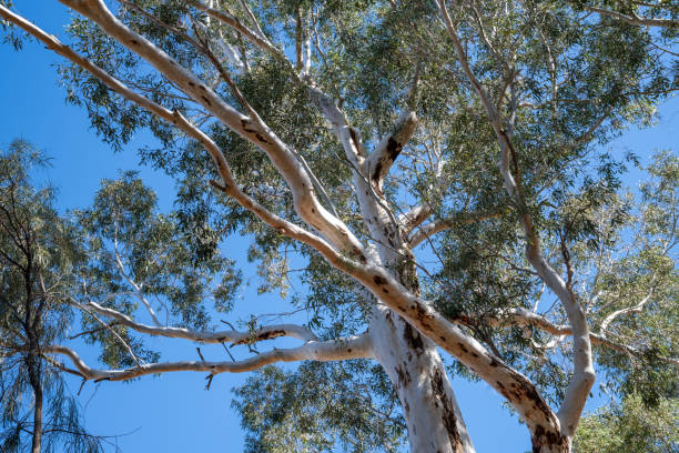 istock Red Gum tree in Arizona against blue sky 2161623008