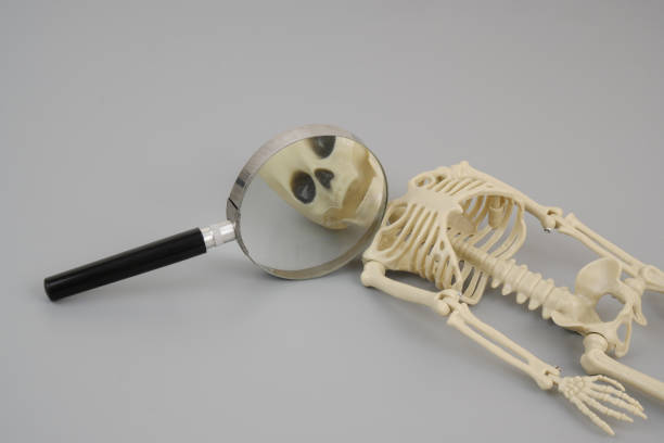 Crime investigation and forensics concept. Skeleton and magnifying glass on gray background.
