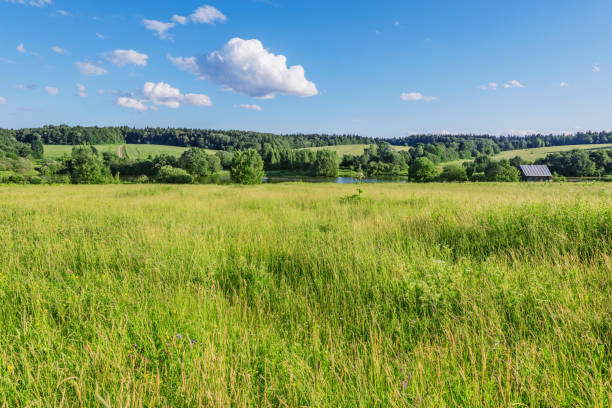 Big meadow at summer evening time.