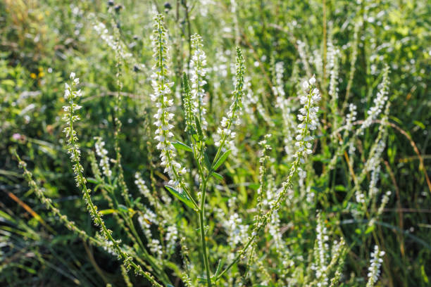 Melilotus albus or honey clover white flowers with green.