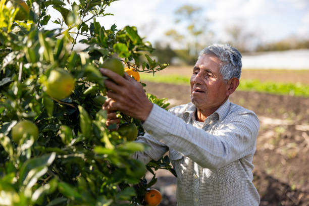 istock Farm worker harvesting oranges 2161629443