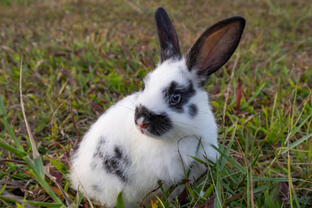 Rabbit Cute little Easter bunny in the meadow, Green grass under the sunset or sunrise light landscape, Beautiful rabbit on green grass in summer day,easter and animal in the nature concept