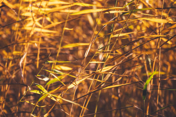 Yellow leaves waving on wind, close up photo with selective soft focus. Abstract natural background with reed