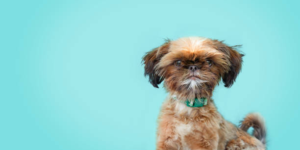 istock Tiny puppy dog against blue background looking at camera. 2161629927