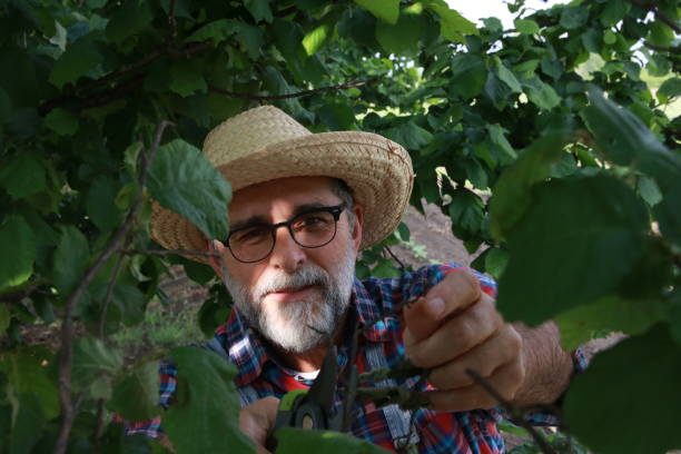 istock Mature farmer cutting fruits 2161635973
