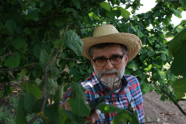 istock Mature farmer cutting fruits 2161635985