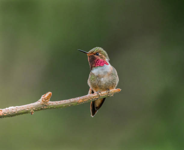 istock Volcano hummingbird Male 2161640685