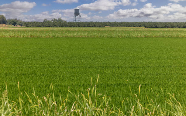 Plastic water tower in the field with a round cement and corrugated iron dam on a farm