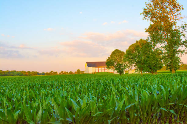 istock Corn field at sunset with old barn-Hamilton County, Indiana 2161645837