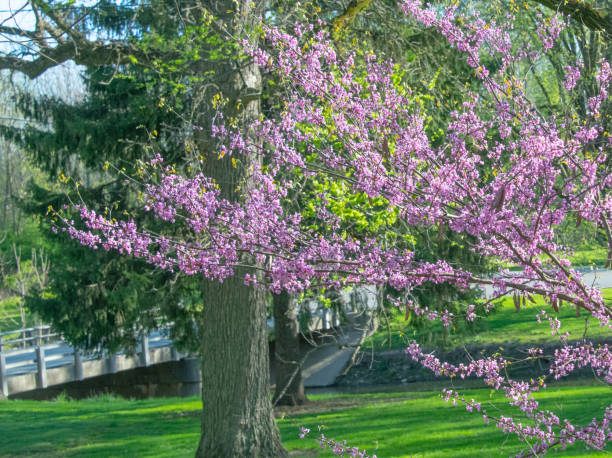istock Dogwood tree in full bloom-Howard County, Indiana 2161645839