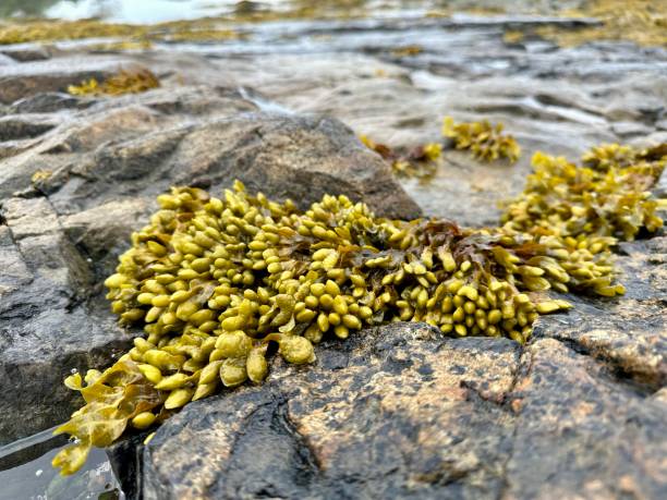 Tidal Pools at Low Tide along the New England Coastline