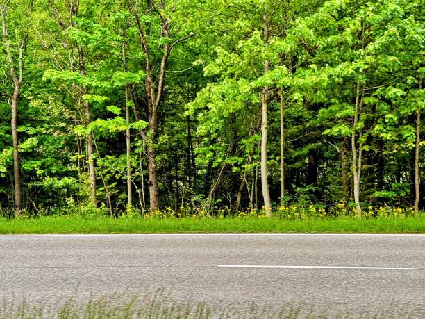istock The Road Leading Into The Black Forest 2161648048