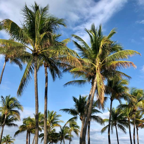 Palm trees