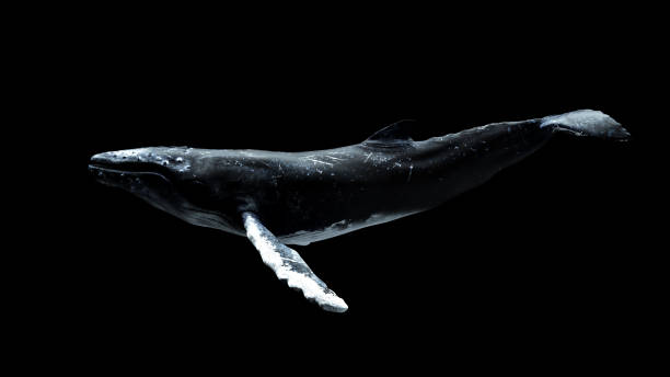 Humpback Whale in the dark ocean