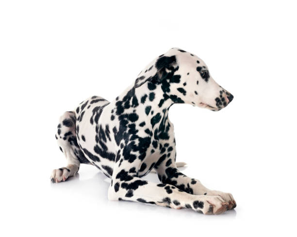 istock puppy dalmatian in studio 2161650497