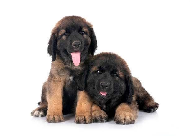 puppies Leonberger in front of white background