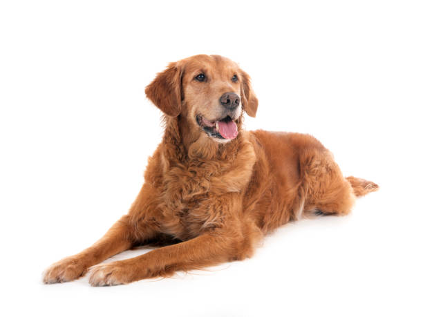 istock Golden retriever in studio 2161650513