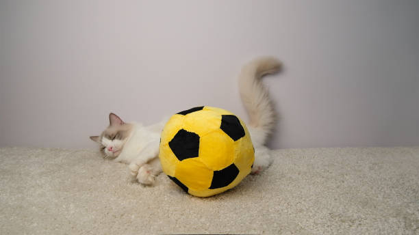 istock Sleeping cat with a yellow  ball. 2161652287