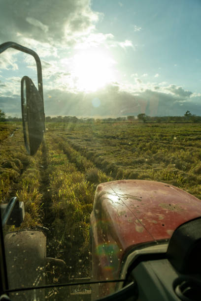 Mature man working driving a tractor at farm