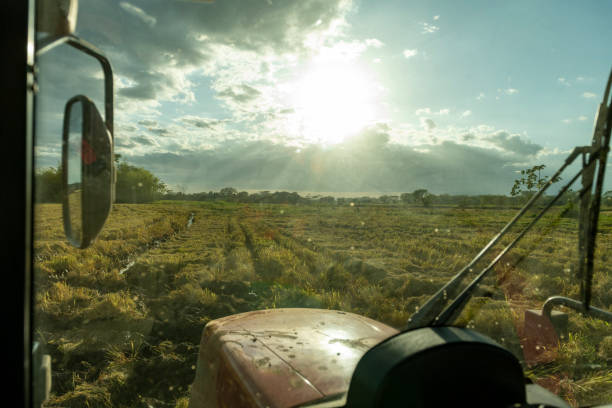Harvester working on the Yellow Rice Field with evening Sky, Chiriqui, Panama - stock photo