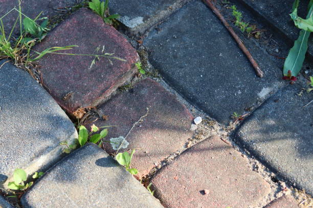 istock Weeds on paving stones in the garden. 2161653907