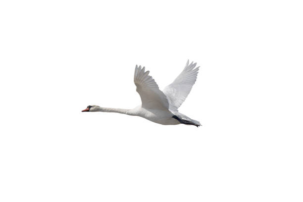 istock swan in flight isolated on white background 2161655074