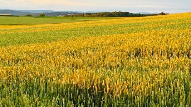 istock Wheatfiled in green and golden colors 2161656084