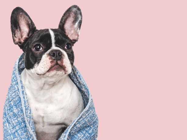 istock Cute puppy and blue towel. Studio shot 2161656758