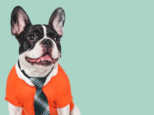istock Cute puppy and stylish tie. Studio shot 2161656774
