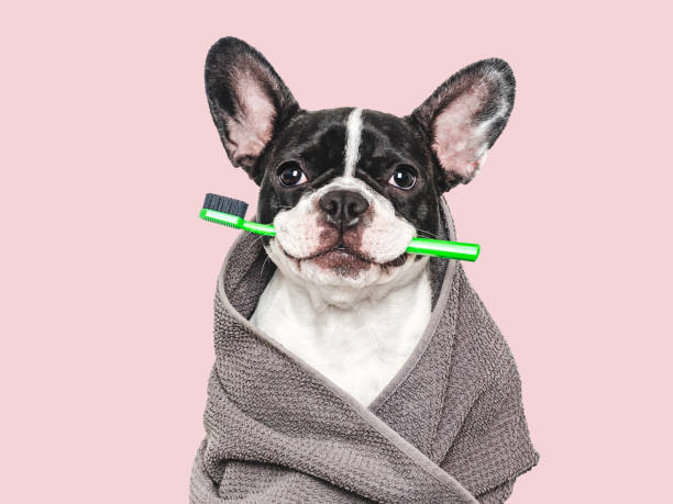 istock Cute puppy, towel and toothbrush. Studio shot 2161656813
