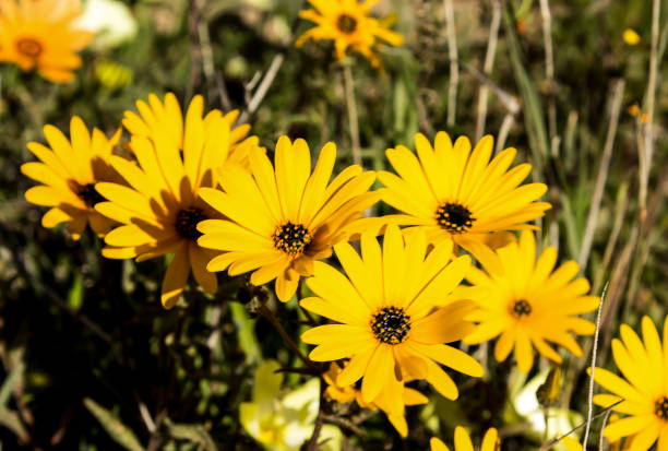 yellow Osteosperumum Flower  isolated on white background
